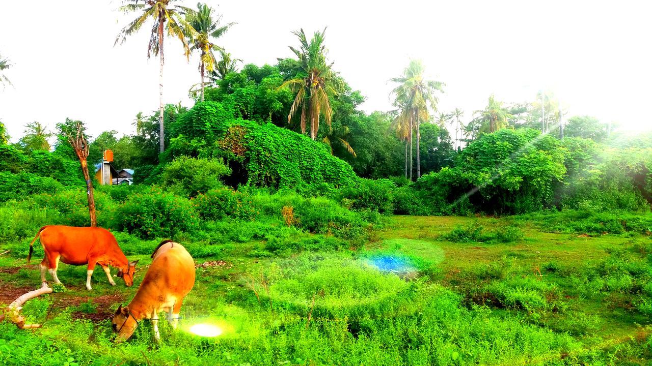 Ofal Lumbung غيلي آير المظهر الخارجي الصورة